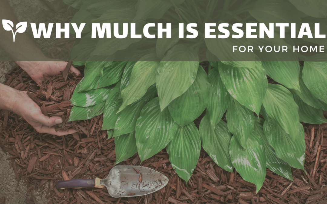 A Homeowner’s Secret Weapon: Why Mulch is Essential for Your Home