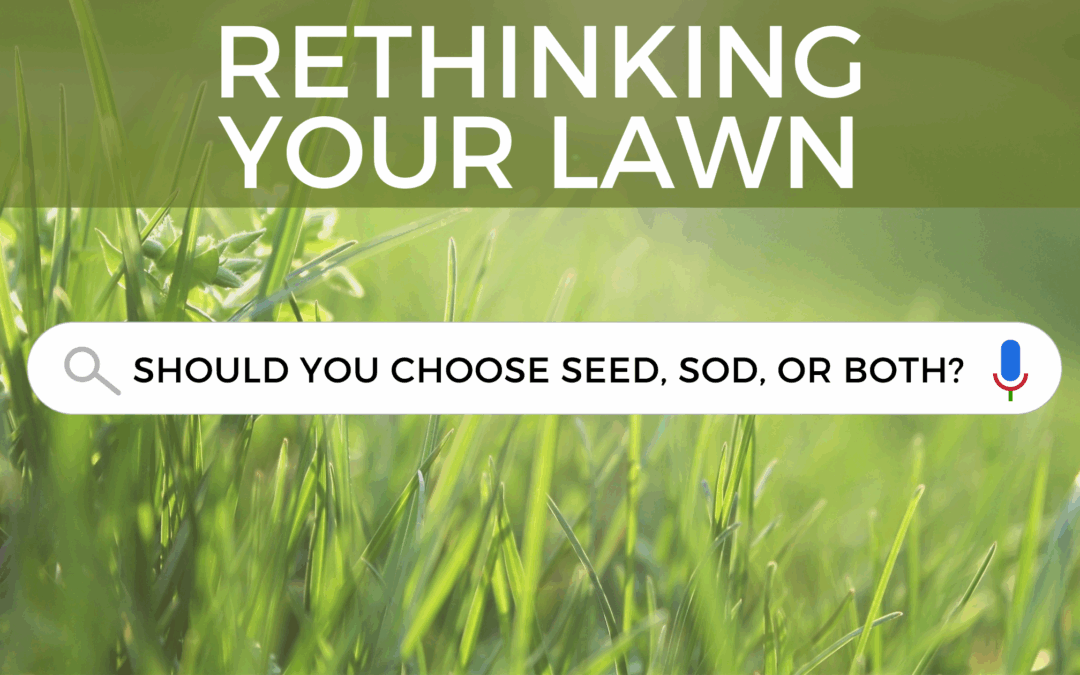 Rethinking Your Lawn: Should You Choose Seed, Sod, or Both?