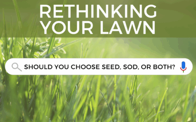 Rethinking Your Lawn: Should You Choose Seed, Sod, or Both?